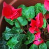 Cyclamen persicum